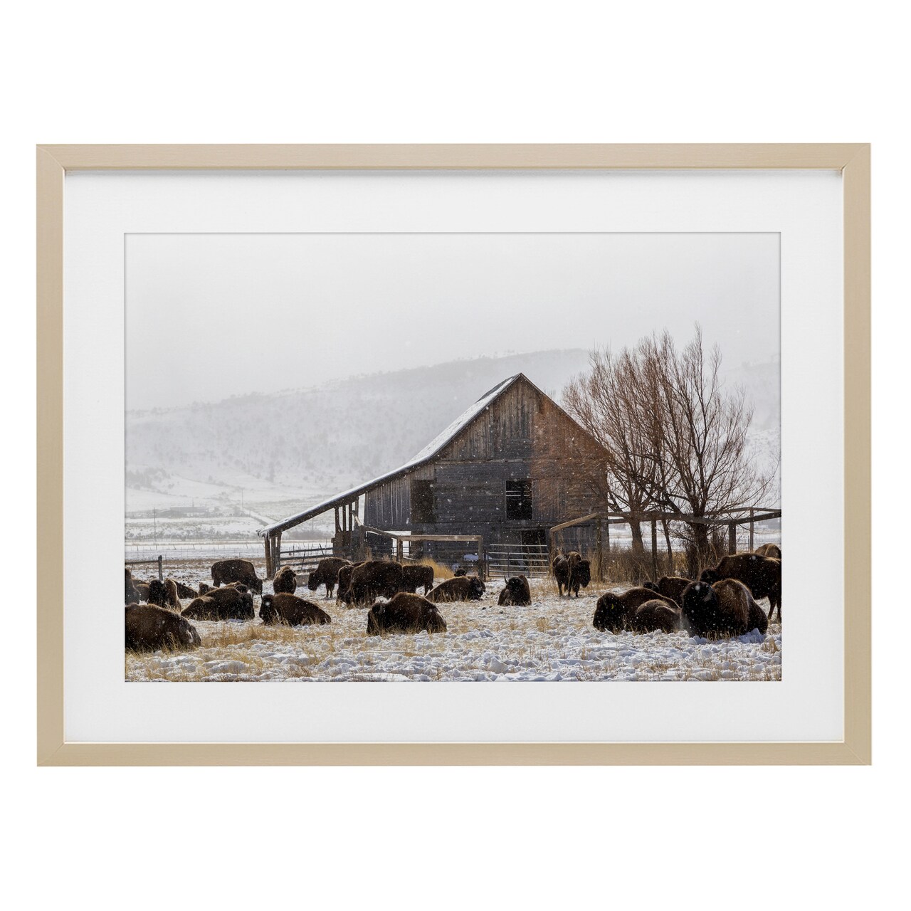 Stupell Industries Colorado Buffalo Snowy Farm Framed Print Under Glass, design by Jeff Poe Photography